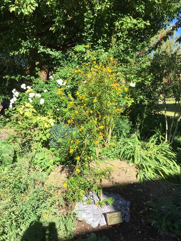 Joanna tree 2